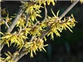 hamamelis